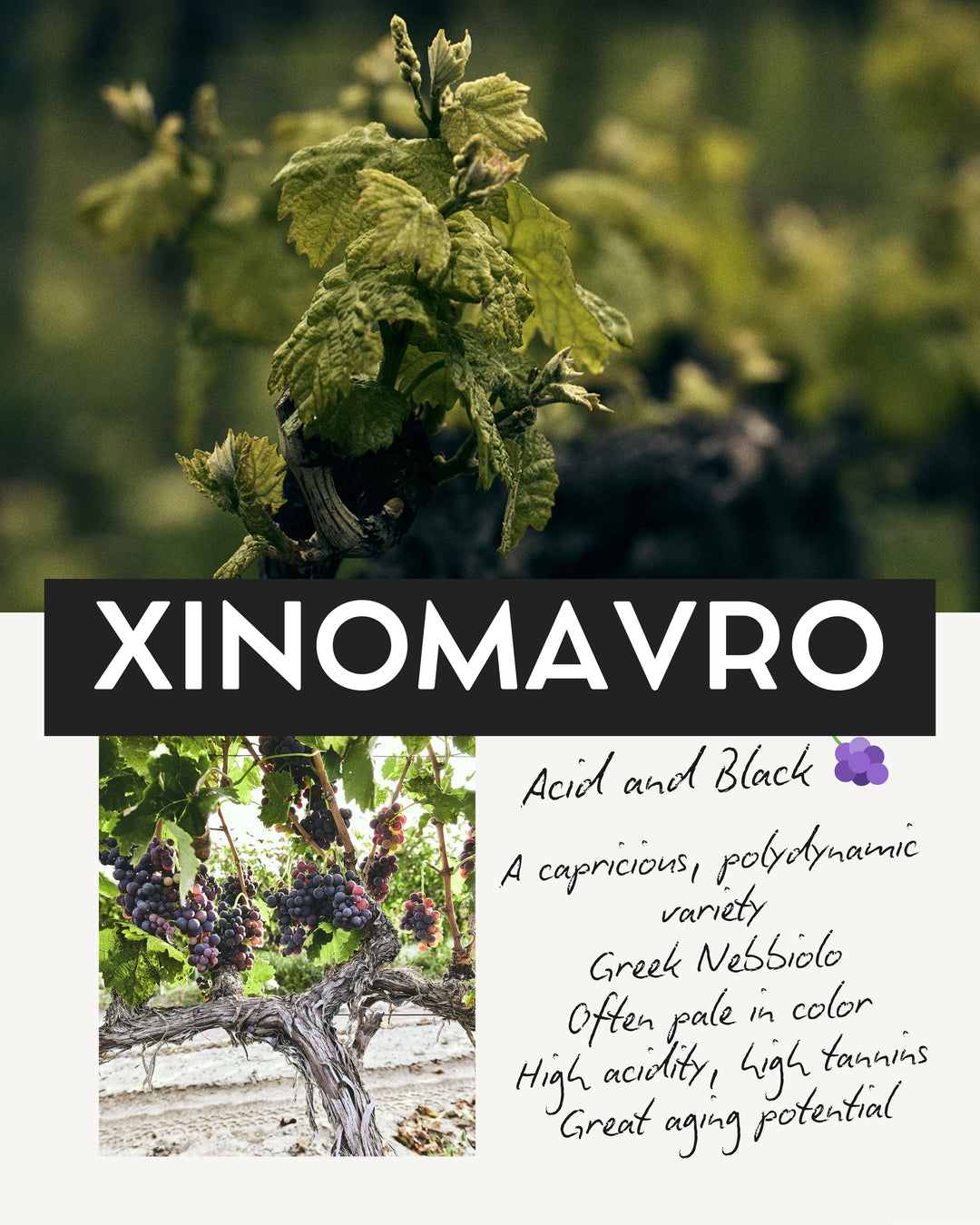 Xinomavro