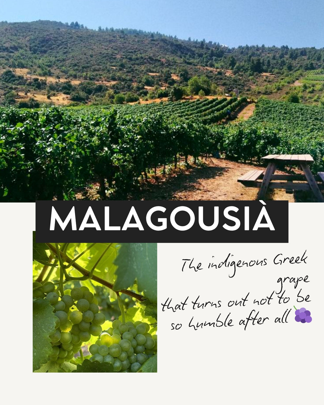 Malagousia