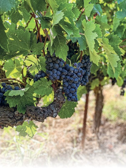 Athanasiou Winery Agiorgitiko Grape